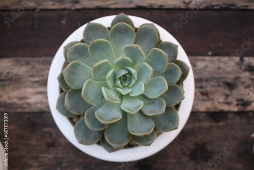 Beautiful succulent pot