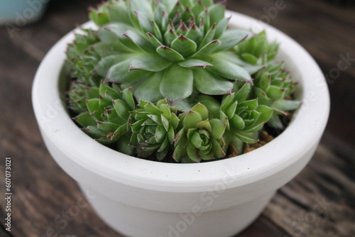 Beautiful succulent pot