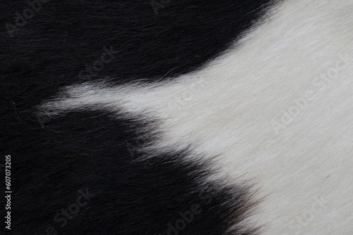 spotted cow skin. background or texture