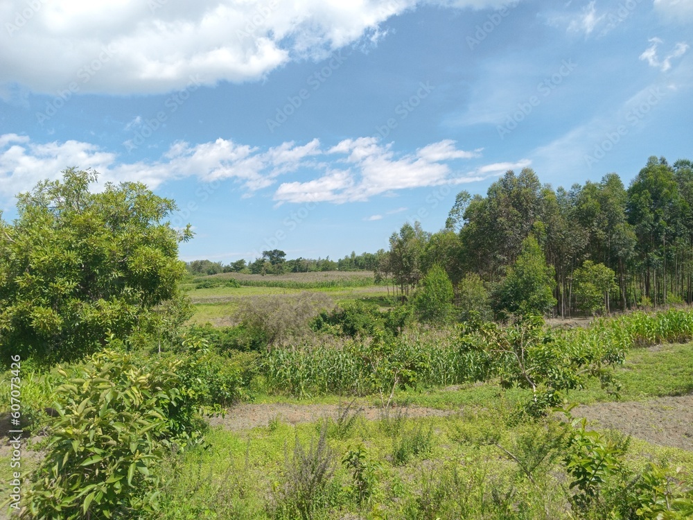 A maize plantation in the plains