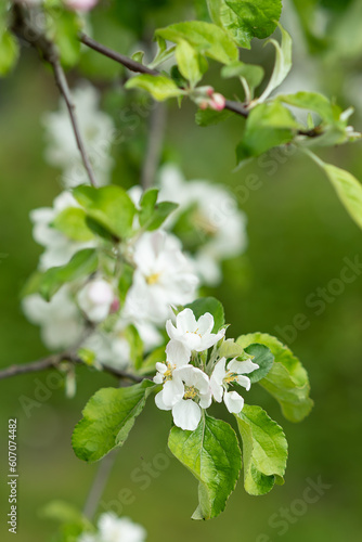 Blossom. Flowers of tree. Close up. Landscape. Nature. Spring. Flowering season of trees. 