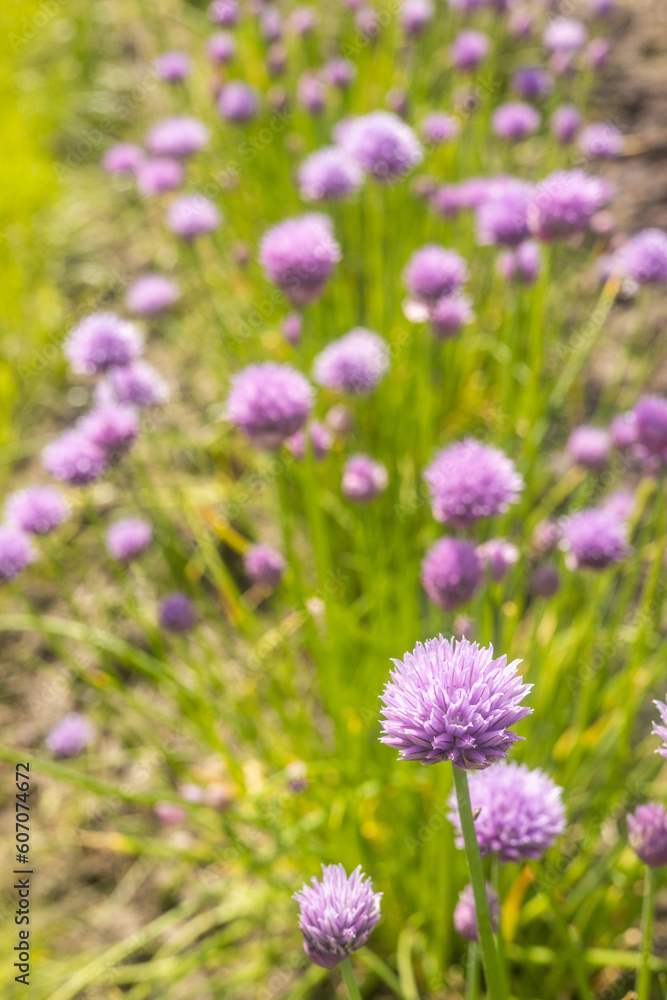 Blooming chives flowers, Violet flowers, Natural vegetables, vertical photo Blooming chives flowers, Violet flowers, Natural vegetables, vertical photo