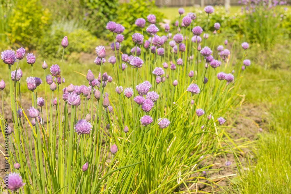 Blooming chives flowers, Violet flowers, Natural vegetables Blooming chives flowers, Violet flowers, Natural vegetables
