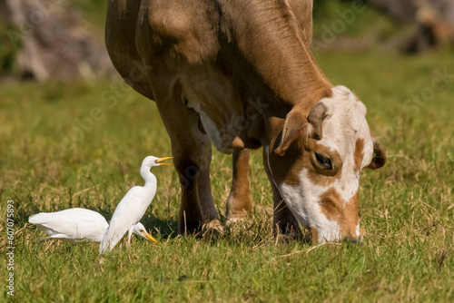 cow in the field with cattle egret