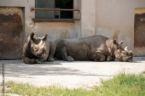 クロサイ　安佐動物公園