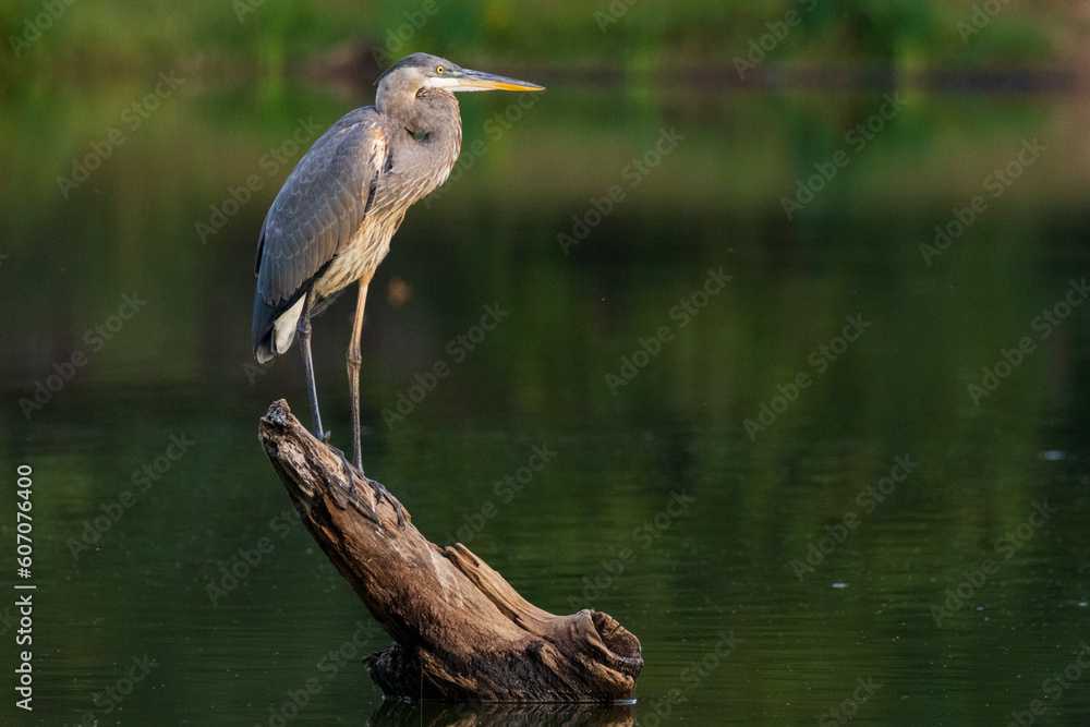 Fototapeta premium great blue heron perched in a lake 