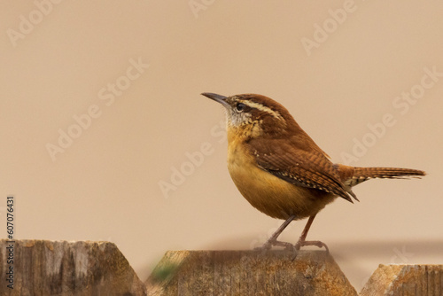 carolina wren perched on a backyard