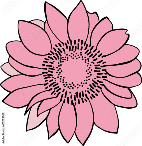 Sun Flower Late Summer Flower Illustration Vector