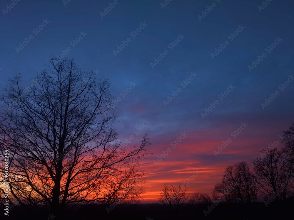 Landscape with a tree at sunset and a red sky