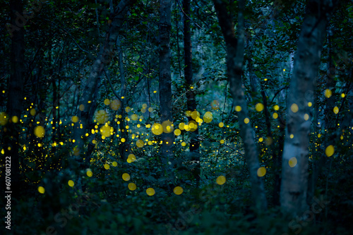 Firefly lightning bug in the rainforest at night