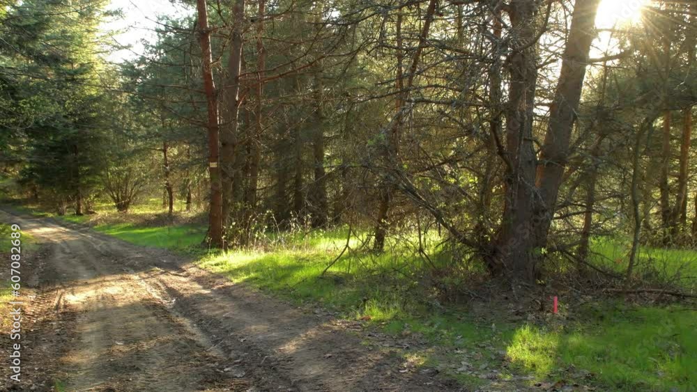 forest road, rays of the sun breaking through the trees forest road, rays of the sun breaking through the trees