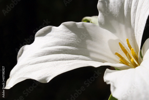 Closeup of the White Trillium flower.  Also known as the White Lily and the Wake-Robin. This flower is the Official Flower of Ontario Canada.