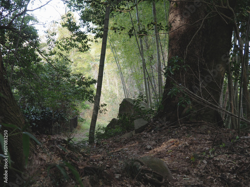薄暗い森の中 © ohira02