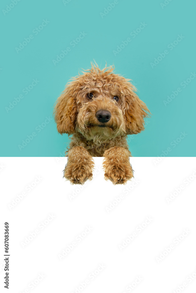 Red poodle puppy dog peeking hanging its paws in ablank.Isolated on blue background Red poodle puppy dog peeking hanging its paws in ablank.Isolated on blue background