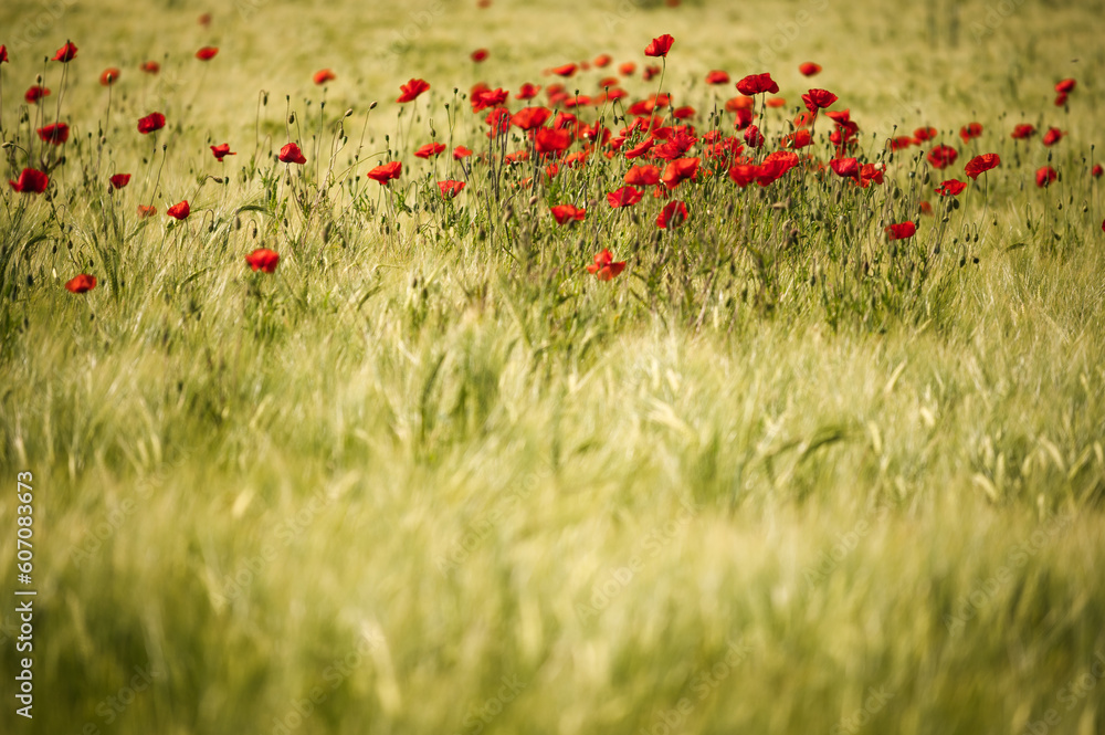 Fototapeta premium Roter Mohn blüht im Weizenfeld 