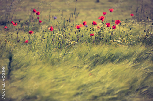 Roter Mohn blüht im Weizenfeld und wiegt sich im Wind. Dynamische Bewegunsunschärfe.