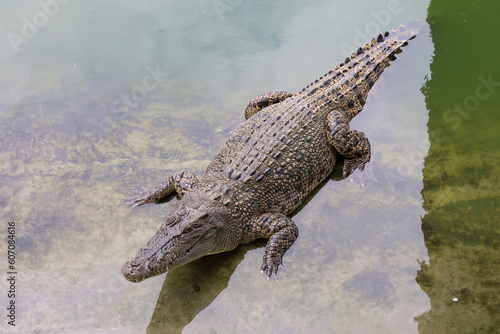 Close up crocodile is action show head in garden