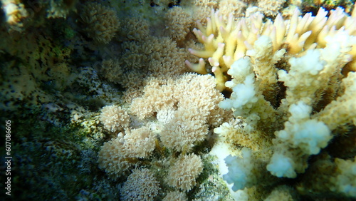 White pulse coral, pom pom xenia or pulse coral (Xenia umbellata) undersea, Red Sea, Egypt, Sharm El Sheikh, Nabq Bay