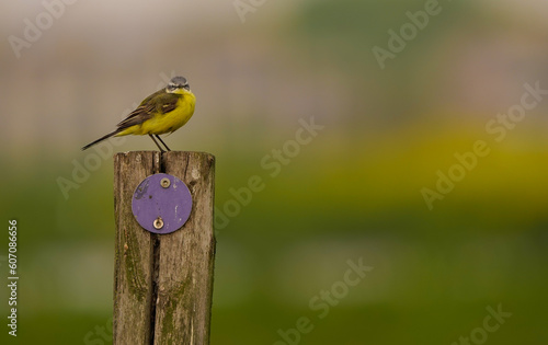 A male western yellow wagtail (Motacilla flava) looking at you on a wooden pole © Jako