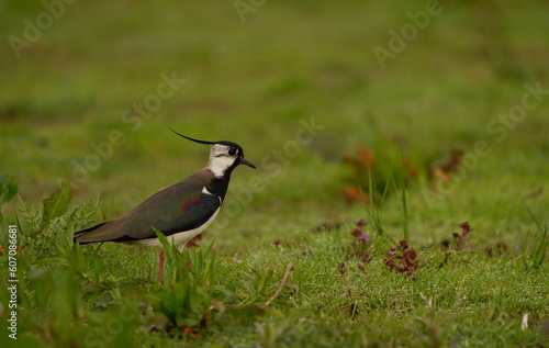 A northern lapwing (Vanellus vanellus) standing in a meadow