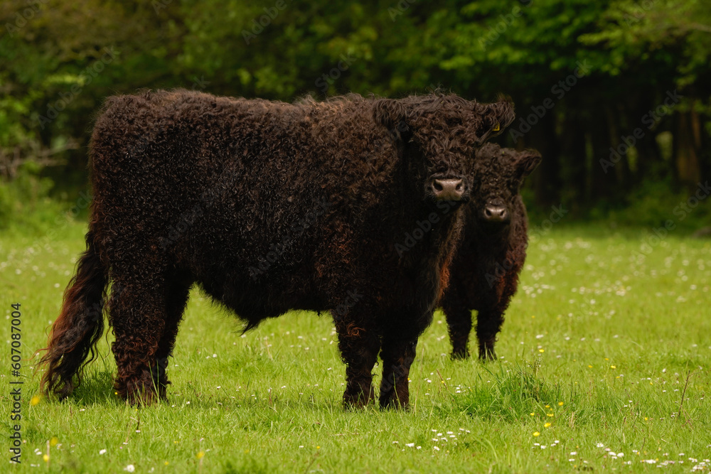A black Galloway standing in a meadow in a Dutch nature reserve. A black Galloway standing in a meadow in a Dutch nature reserve.