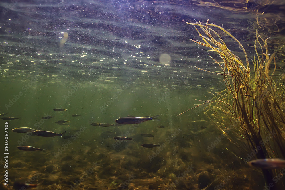 Fototapeta premium school of fish freshwater aquarium, background ecology fish underwater