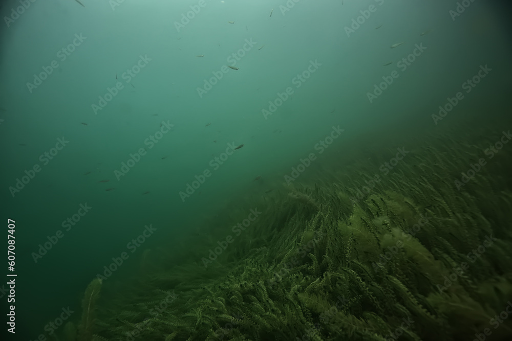 Fototapeta premium underwater landscape green algae background abstract water