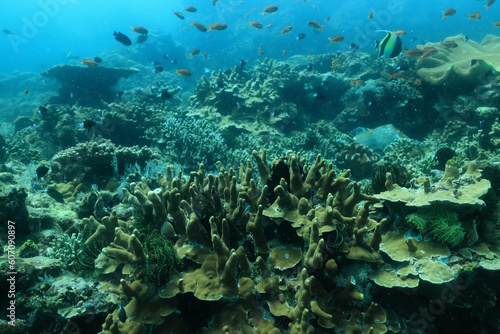 soft coral underwater background reef ocean