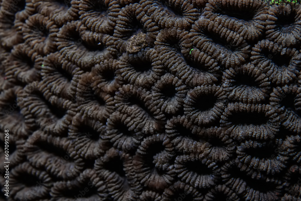 coral texture underwater background reef abstract sea coral texture underwater background reef abstract sea
