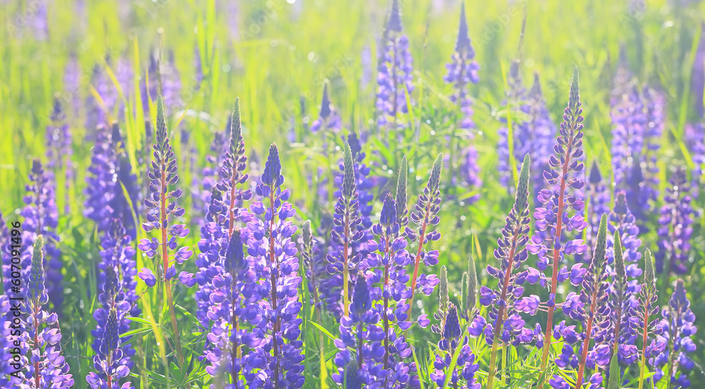 Naklejka premium inflorescences of lupines background springtime blossom season