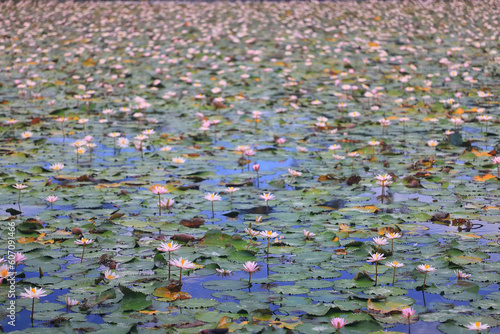 wallpaper spring, blooming lotuses asia flower abstract background