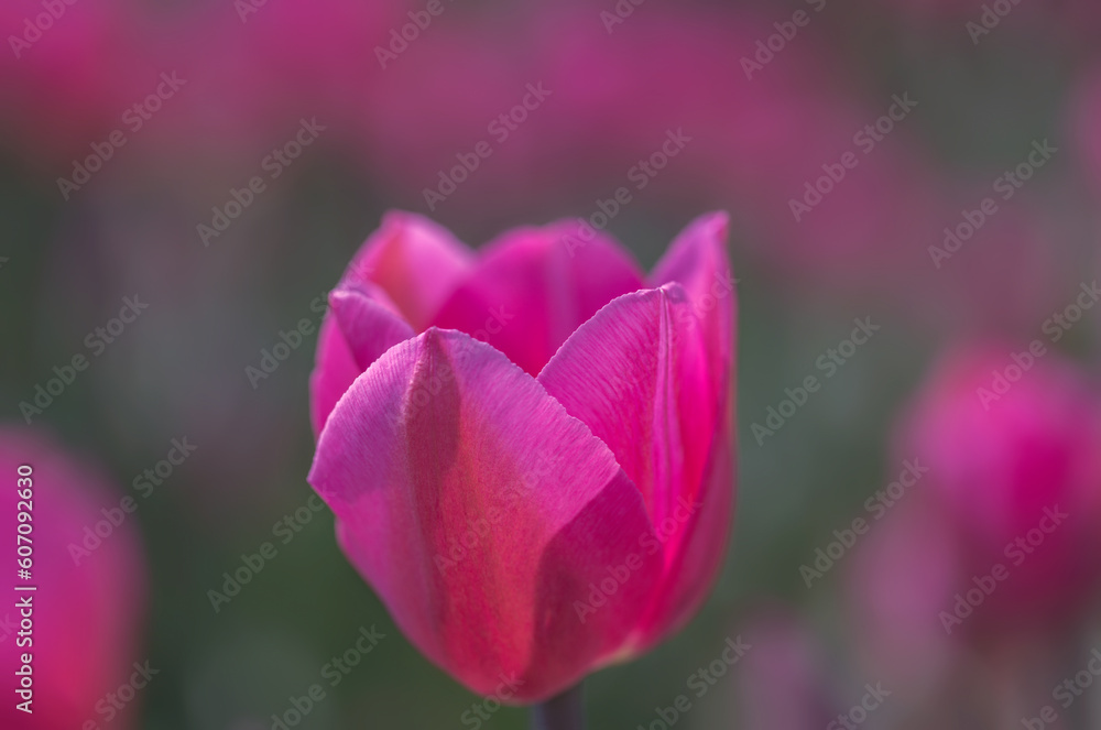 COlors of Spring - Tulip Farm Laval COlors of Spring - Tulip Farm Laval