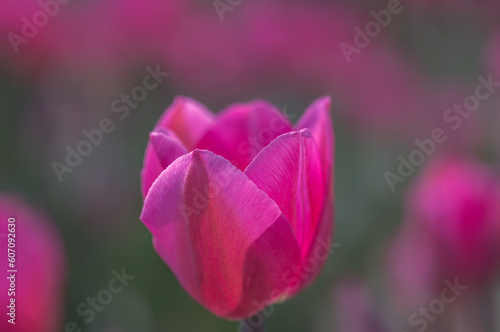 COlors of Spring - Tulip Farm Laval