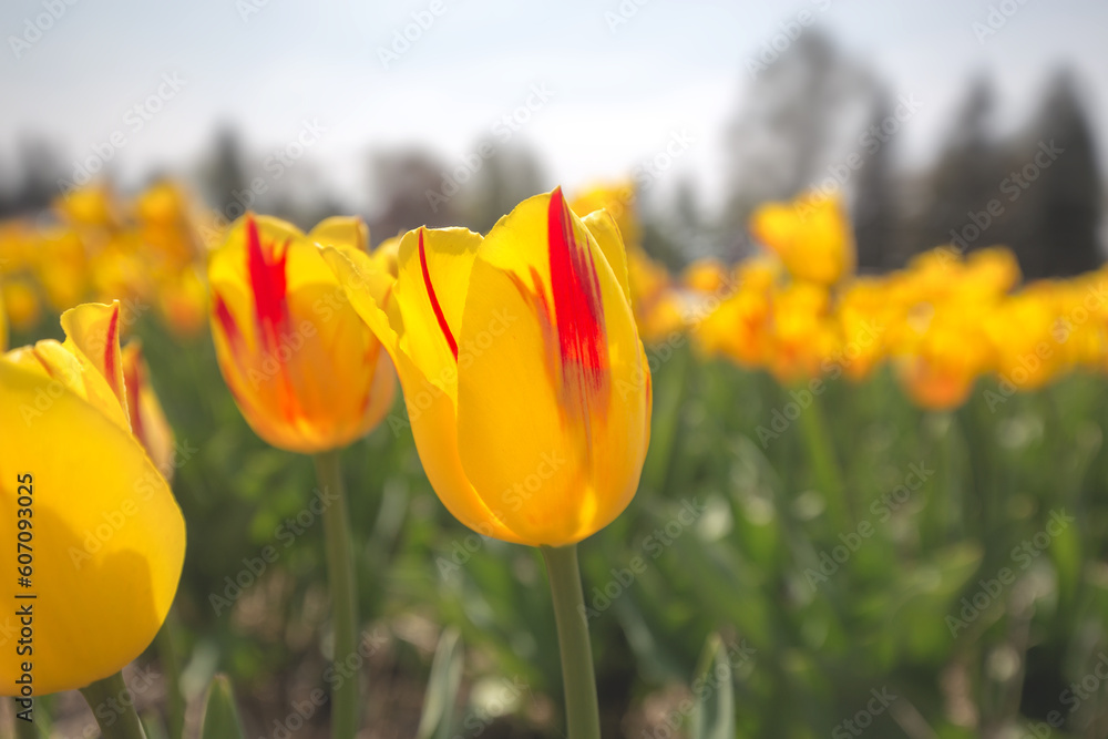 Obraz premium COlors of Spring - Tulip Farm Laval