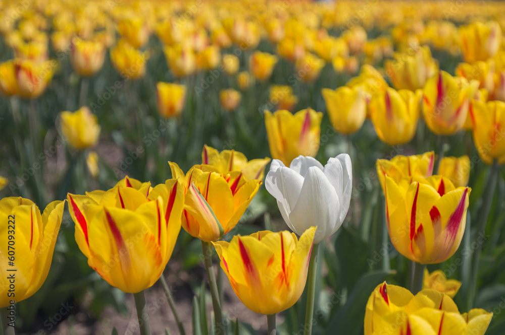 COlors of Spring - Tulip Farm Laval COlors of Spring - Tulip Farm Laval
