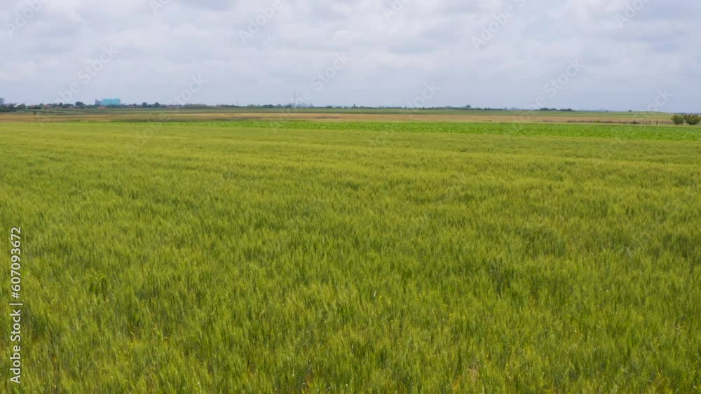 Unripe common wheat field from drone pov, high angle view aerial shot Unripe common wheat field from drone pov, high angle view aerial shot