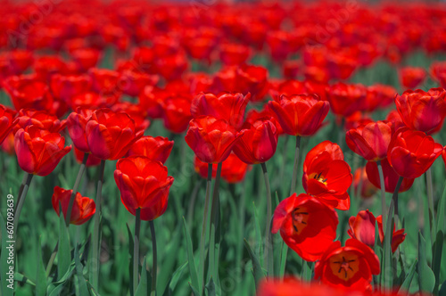 COlors of Spring - Tulip Farm Laval