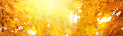 Wallpaper Mural Yellow autumn background Torontodigital.ca