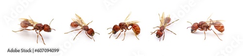 Flying ant isolated on white background.  Pogonomyrmex badius, the Florida harvester ant. five views with wings