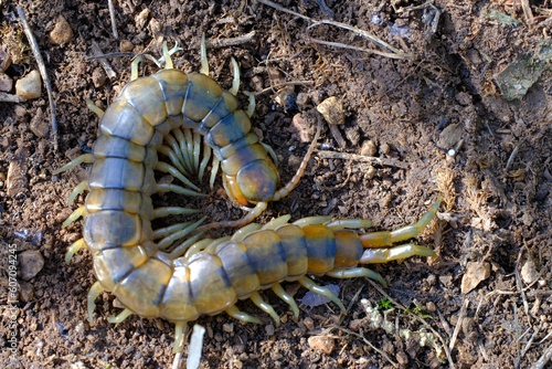 young specimen of Mediterranean banded centipede