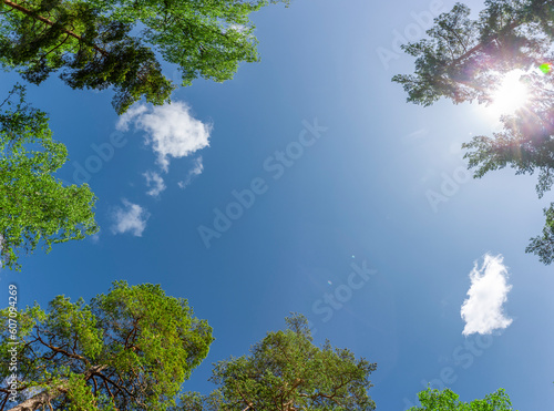 Blick durch Bäume in den blauen Himmel