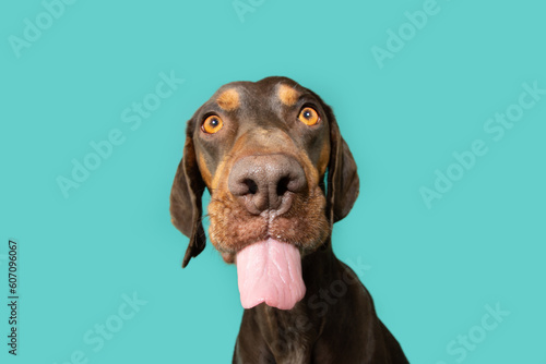 Leinwand Poster Portrait funny mixed-breed vizsla and doberman pincher licking it lips with tongue