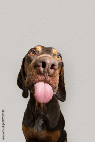 Fotografija Portrait funny mixed-breed vizsla and doberman pincher licking it lips with tongue