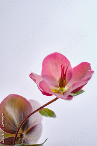 Close-up of the flower of a lenten rose Helleborus against a light background. Floral card or wallpaper. Delicate abstract floral pastel background. Close-up of flower petals. Card concept, copy space