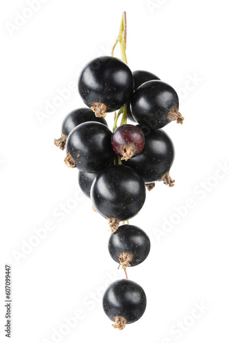 Bunch of ripe black currant isolated on white background.