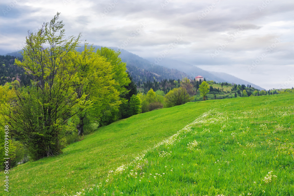 cloudy green mountain landscape in spring. trees on the grassy hills