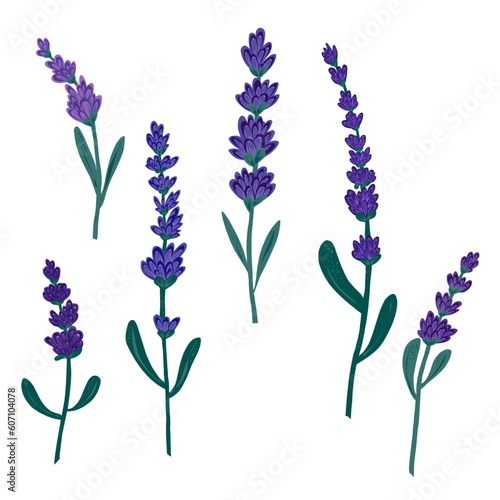 Vector set. Lavender hand drawn illustration in flat style. Elements for design