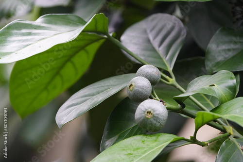 Posoqueria latifolia, the needle flower, is a tree species in the family Rubiaceae whose range stretches from southern Mexico to the Amazon Jungle in South America. Hanover, Berggarten. photo