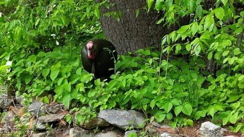 Young male wild turkey walking out of the forest over a stonewall.  photo