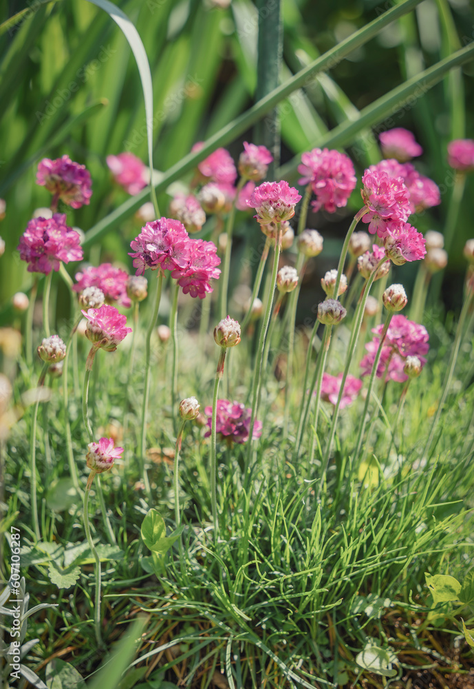 Close up detail with the beautiful and colorful pink Armeria maritima, the thrift, sea thrift or sea pink flower plant. Close up detail with the beautiful and colorful pink Armeria maritima, the thrift, sea thrift or sea pink flower plant.